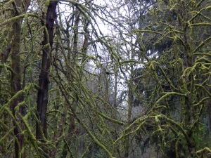 I have never seen fluorescent looking moss on trees before.  I don't know what kind of trees these are but they were everywhere in Oregon.