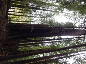 I had a hard time taking a good picture of the Redwoods because they are just too tall to fit into frame.